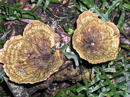 Fungi of Gulaga Mtn